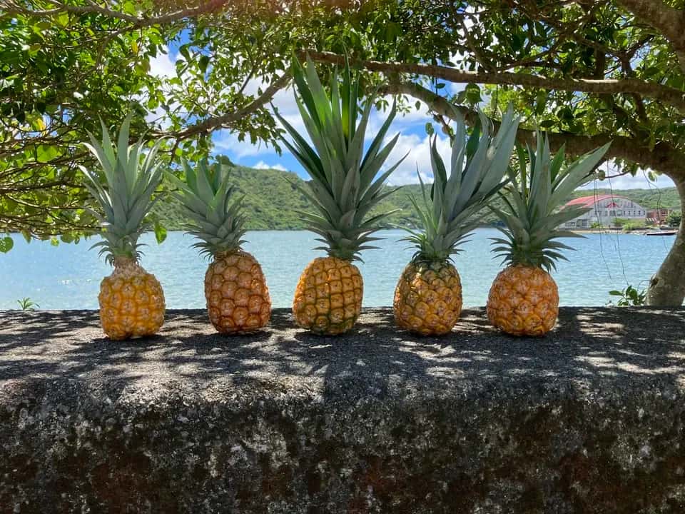 初夏のフルーツ 背景