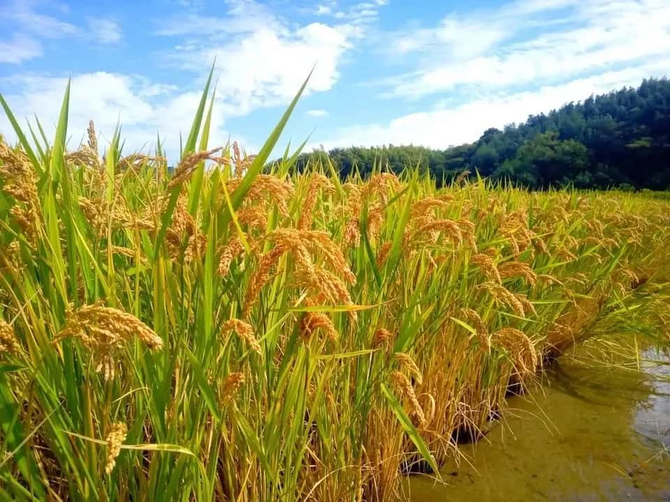 今すぐ届く無農薬のお米 背景