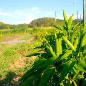 青唐辛子【無肥料・無農薬】
