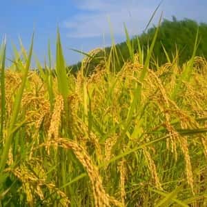 【新米】コシヒカリ令和8年度淡路島産 玄米30kg【農薬・肥料不使用／自然栽培】