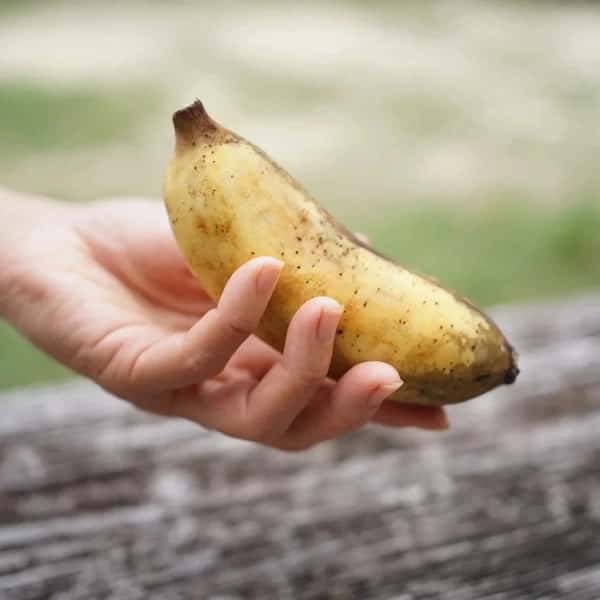 有機栽培＜アップルバナナプレミアム＞芳醇な甘さにもっちり食感