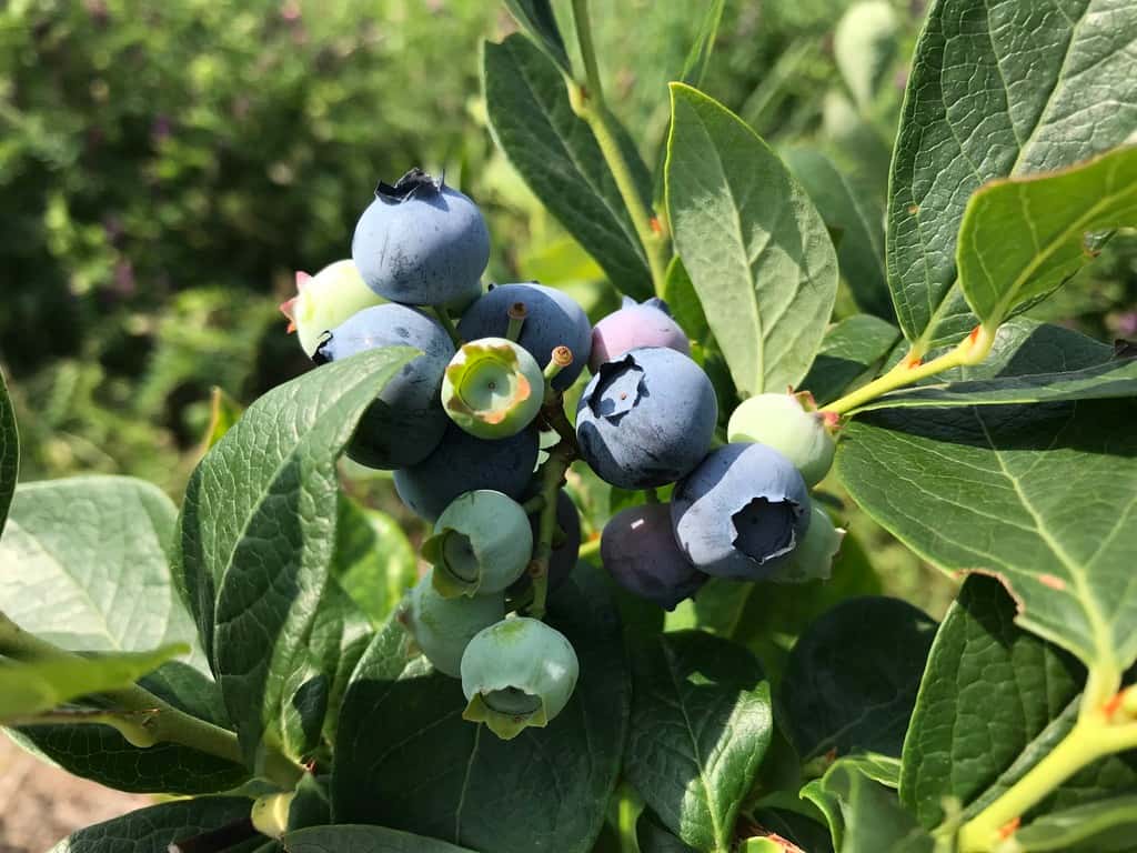 Deai orchardの商品一覧 背景