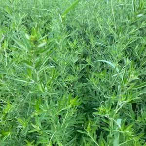 夏限定　2026二条大麦の茶　よもぎブレンド