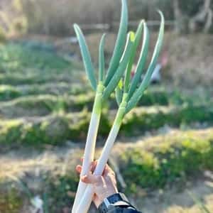 季節をつなぐ「ねぎ　根深ネギ／白ネギ」「露地野菜セット」