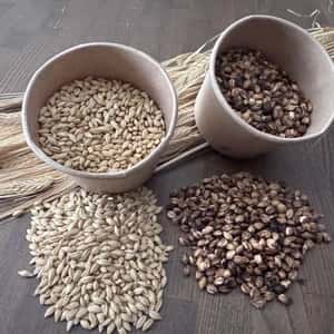 麦からつくる、夏の麦茶。dohsakafarm-plough- オンライン食育ワークショップ