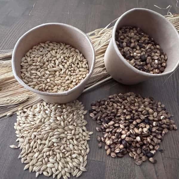 麦からつくる、夏の麦茶。dohsakafarm-plough- オンライン食育ワークショップ