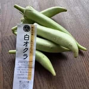 【農薬不使用】鹿の食害を乗り越えた奇跡の生命力！生でも柔らかい「白オクラ」（専用箱でお届け）