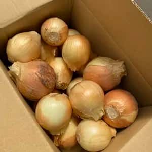 2026 無農薬　完熟タマネギ