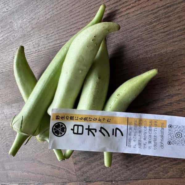 【農薬不使用】鹿の食害を乗り越えた奇跡の生命力！生でも柔らかい「白オクラ」（専用箱でお届け）