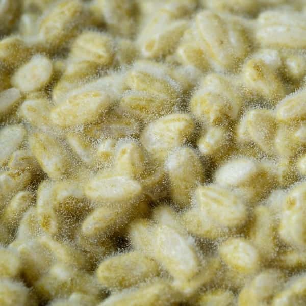 糀　自然栽培米×天然麹菌(野生麹菌)　　品種:鳥取旭