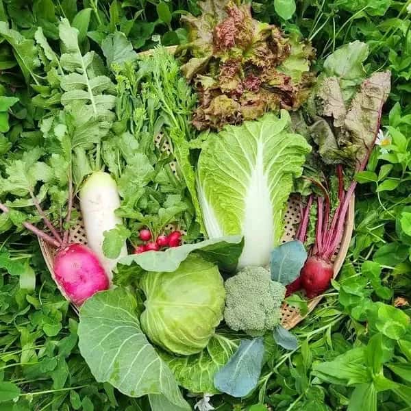 無農薬無化学肥料 旬の野菜セット（現在は春野菜セット♪）