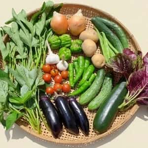 【お中元・夏ギフト】信州の朝霧と寒暖差が育てた　朝採れ旬野菜セット（熨斗対応可）〈農薬・化学肥料不使用〉