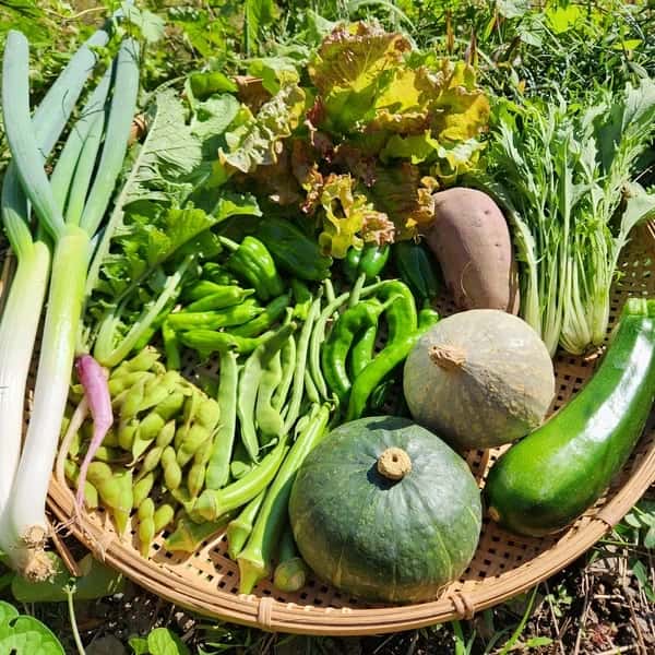 信州の朝霧と寒暖差が育てた　とれたて旬の野菜セット【農薬・化学肥料不使用】（現在は秋野菜セット♪）