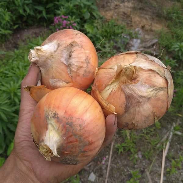 加熱でとろける甘さ＜ふたばたけの玉ねぎ＞農薬・化学肥料不使用