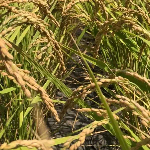 【令和8年産】自然栽培「ササシグレ」 玄米　（静岡県産）