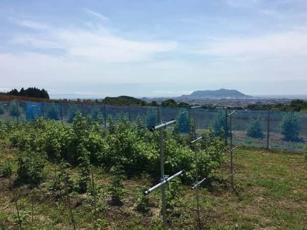 Hakodate Berriesロゴ
