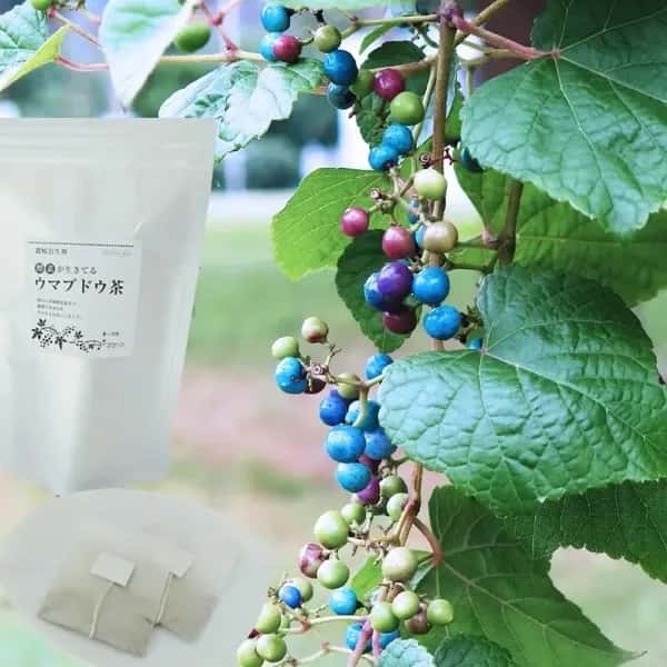 自然栽培★酵素が生きてる！ウマブドウ茶★お湯だし3分＆煮出しもOK! 独自の特殊加工を是非！！野ぶどう茶