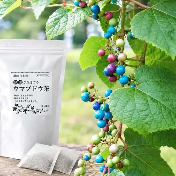 【お湯だし3分・煮出しもOK！】＜ウマブドウ茶・野ぶどう茶＞自然栽培★酵素が生きてる！｜独自の特殊加工を是非