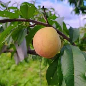 今が旬！静岡県産地直送＜自然栽培の桃＞農薬・肥料不使用で皮まで食べられる