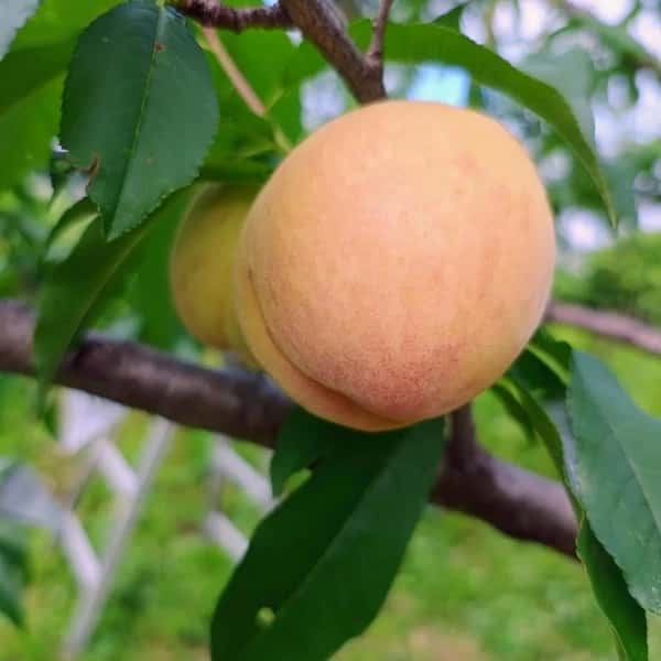 自然栽培の桃＜あかつき/日川白鳳＞農薬・肥料不使用で皮まで食べられる桃を静岡からお届け