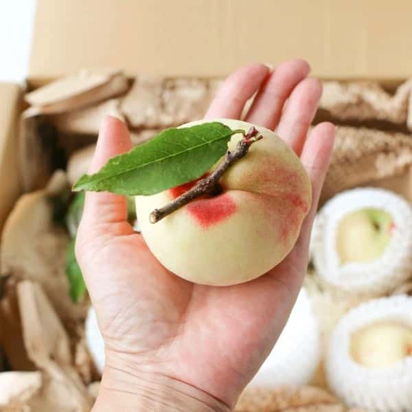 自然栽培の桃＜あかつき/日川白鳳＞農薬・肥料不使用で皮まで食べられる桃を静岡からお届け