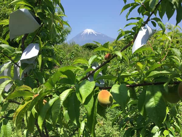 はせがわ農園ロゴ
