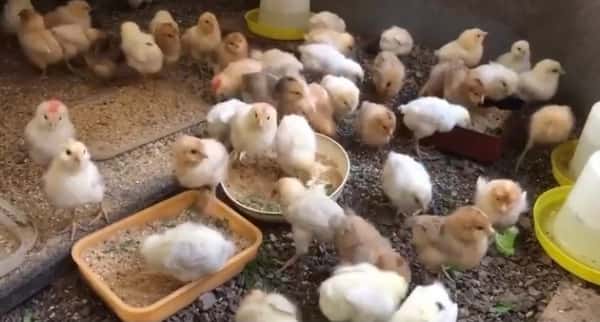 おやまの農園ほーんびるロゴ