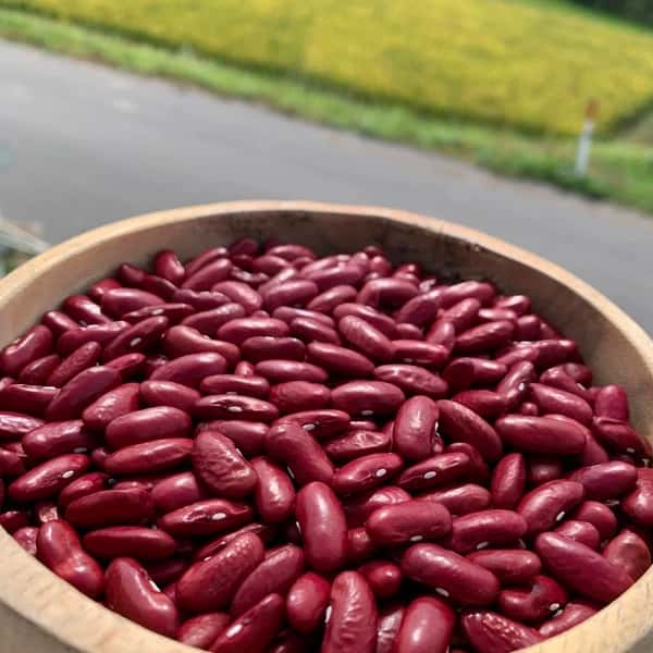 馬耕・自然栽培　つるなし金時豆(カナディアンワンダー)