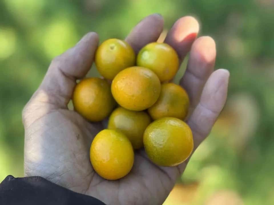 いま食べてほしい、季節のたべもの 背景
