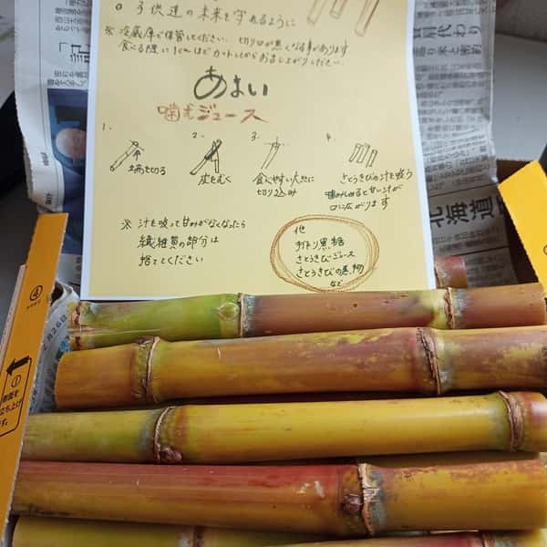 サトウキビ