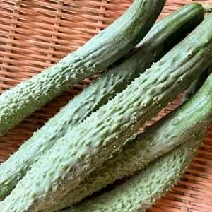 昔ながらの味わい【四葉（スーヨー）きゅうり】｜露地栽培・農薬・肥料・除草剤不使用