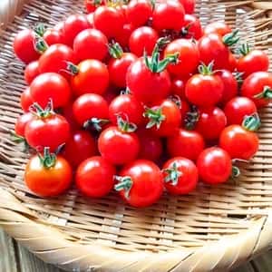 太陽と雨をそのままに。自家採種のミニトマト｜農薬・化学肥料・除草剤不使用