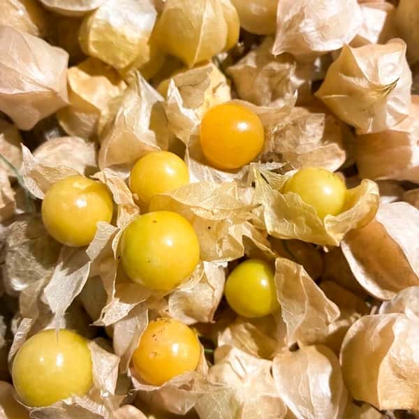 フルーツみたいな甘さ【小粒・食用ほおずき（ストロベリートマト）】農薬・肥料・除草剤不使用