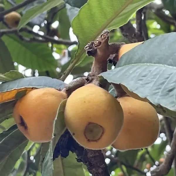 自然栽培 樹上熟成【びわ ビワ(田中枇杷) 】農薬・化学肥料・除草剤不使用25年以上　下灘の太陽と潮風が育てた酸味と甘みが魅力の昔ながらの枇杷