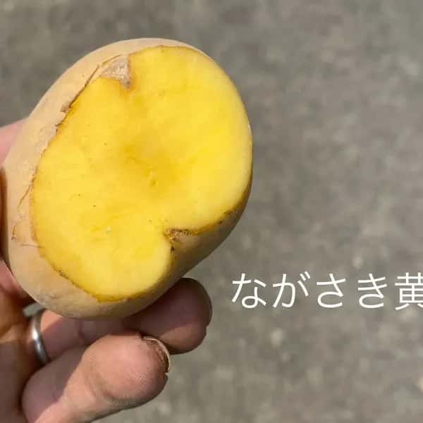 【自然栽培】ながさき黄金じゃがいも 肥料・農薬不使用