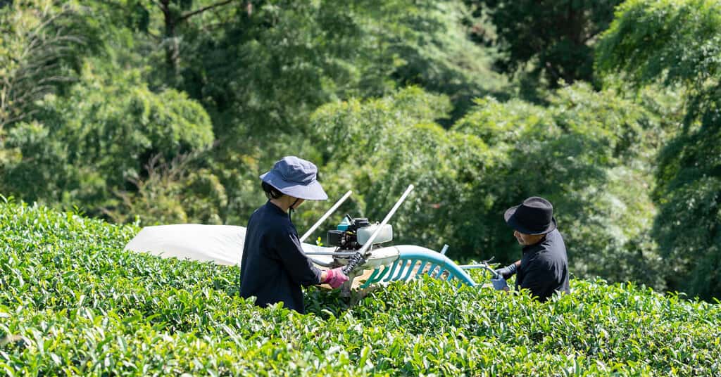 Jack Farmの商品一覧 背景