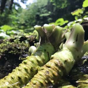 天城山麓の恵み！無農薬本わさび