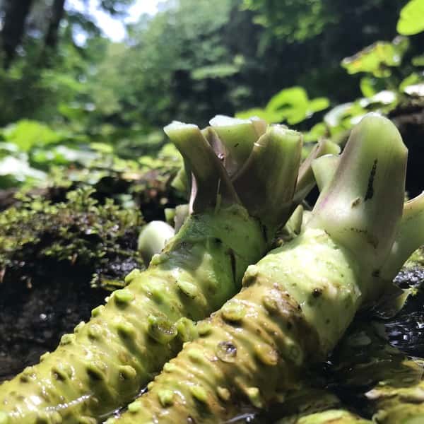 天城山麓の恵み！無農薬本わさび