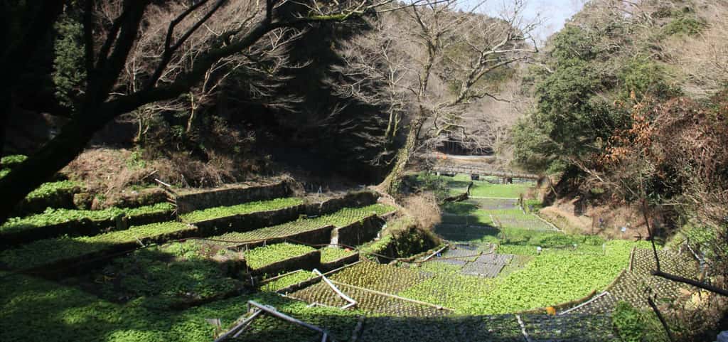 jadarasaの商品一覧 背景