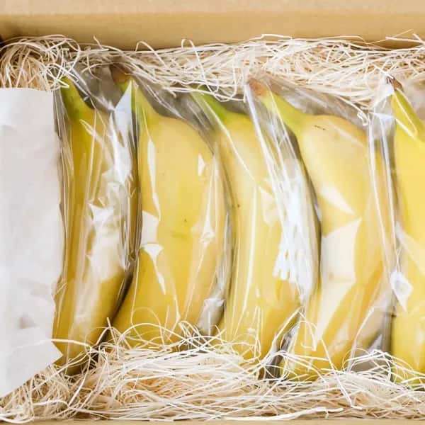 農薬不使用で皮まで食べられる＜金太郎バナナ＞神奈川県産グロスミッシェル
