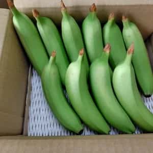農薬不使用で皮まで食べられる金太郎バナナ＜青バナナ＞神奈川県産グロスミッシェル