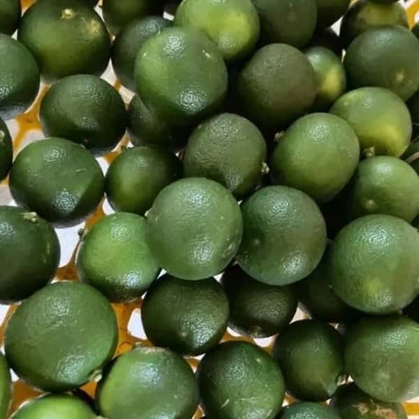 【送料一律600円・レターパック配送】ほったらかしのお庭のすだち