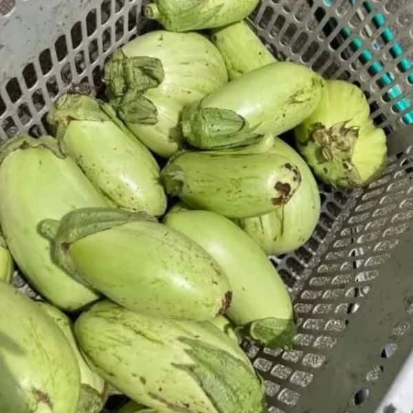 農薬・化学肥料不使用、自然栽培【とろ～り翡翠茄子】