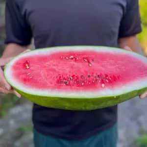 鹿児島坊津の伝統野菜＜寝太郎スイカ＞自然栽培の濃厚な甘みと旨みが広がる夏のごちそう