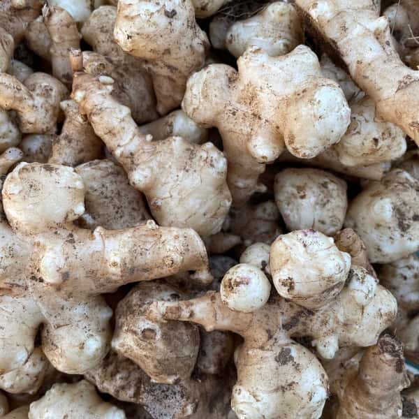 鹿児島坊津で農薬・化学肥料不使用＜自然栽培の菊芋＞過酷な風土で育ったスーパーフード