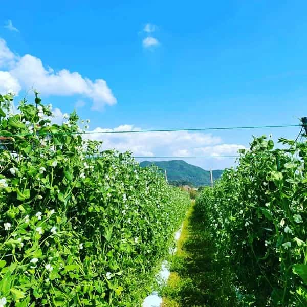 鹿児島坊津で農薬・肥料不使用＜自然栽培のスナップエンドウ＞甘い春の味