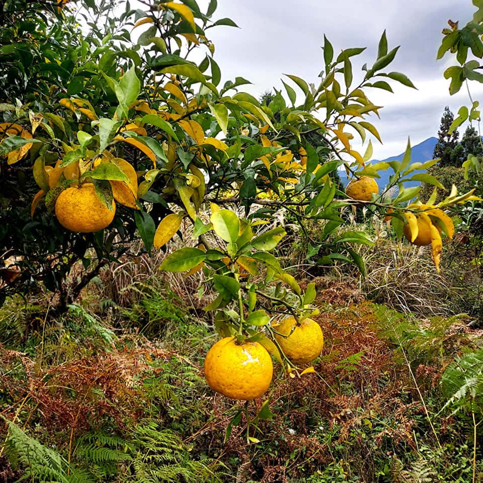 いま食べてほしい、季節のたべもの 背景