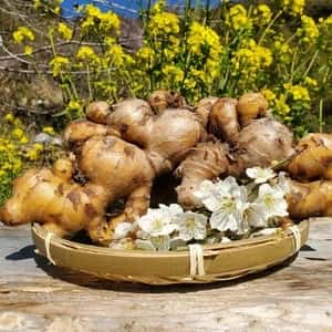 旬の味わいをそのままに＜生姜＞栽培期間中農薬不使用・香り爽やかな掘りたて生姜