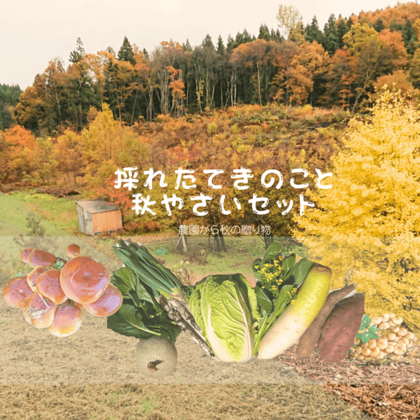 秋の味覚！採れたて天然きのこと秋野菜セット
