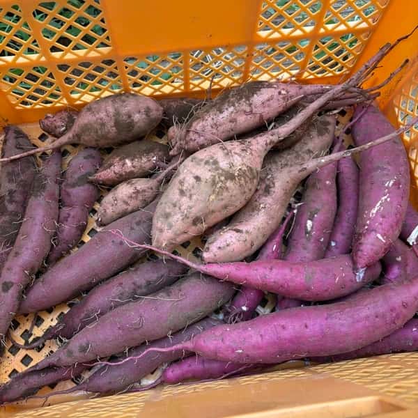 【人気No.1♪新芋3種食べ比べ】横浜産自然栽培さつまいも｜採れたての紅はるか・安納芋・綾紫をお届け